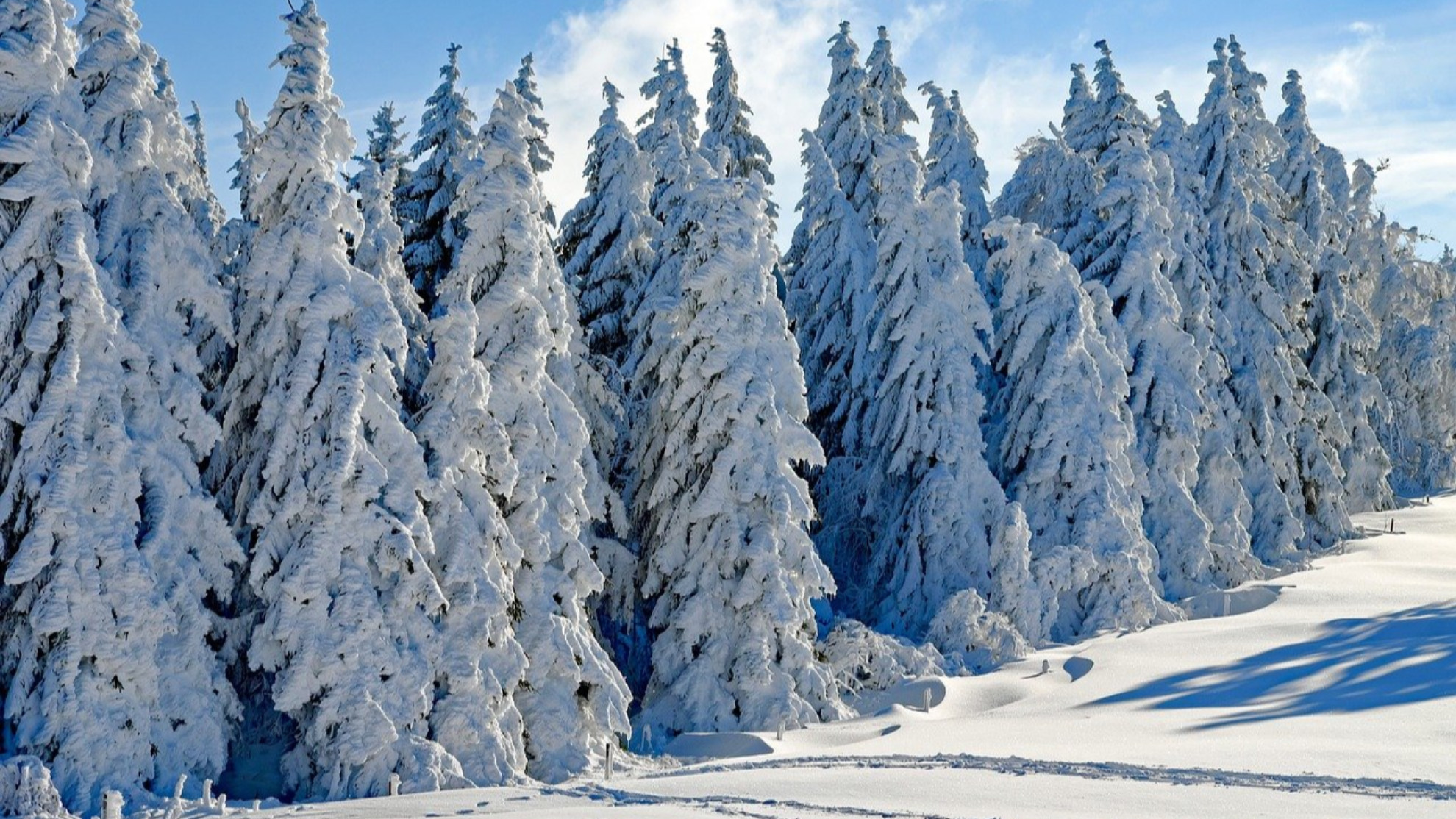 Background picture showing snow-covered trees